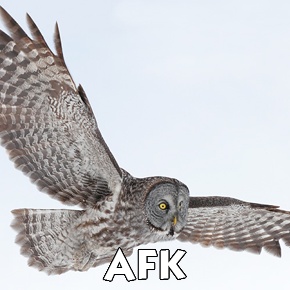Zufallsbild
